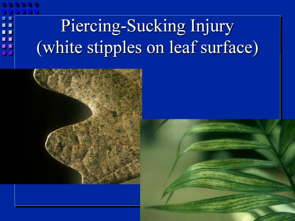 Sucking insects remove chlorophyll and leave white stippled marks.