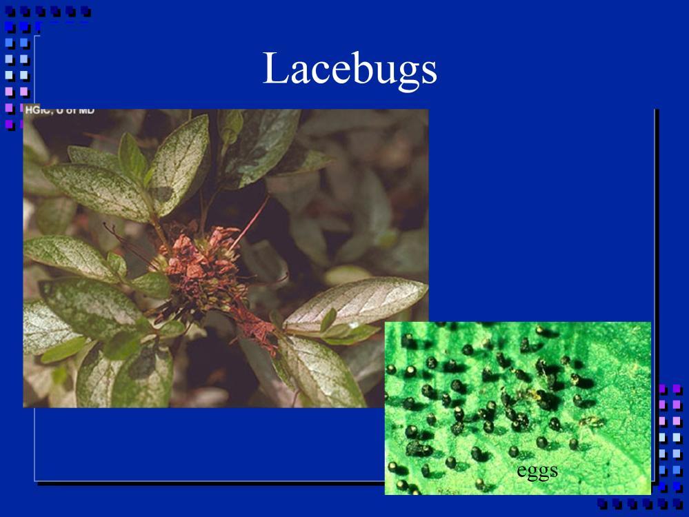 The stippling on these leaves is caused by the lacebug. One of the most common insect pests of azaleas.