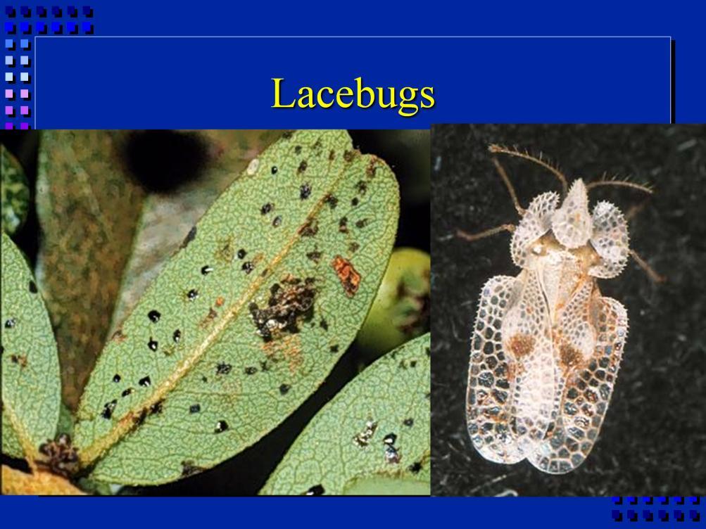 In this picture, we see adult lacebugs (right, and one on left) and cast off skins of molting larvae (left).