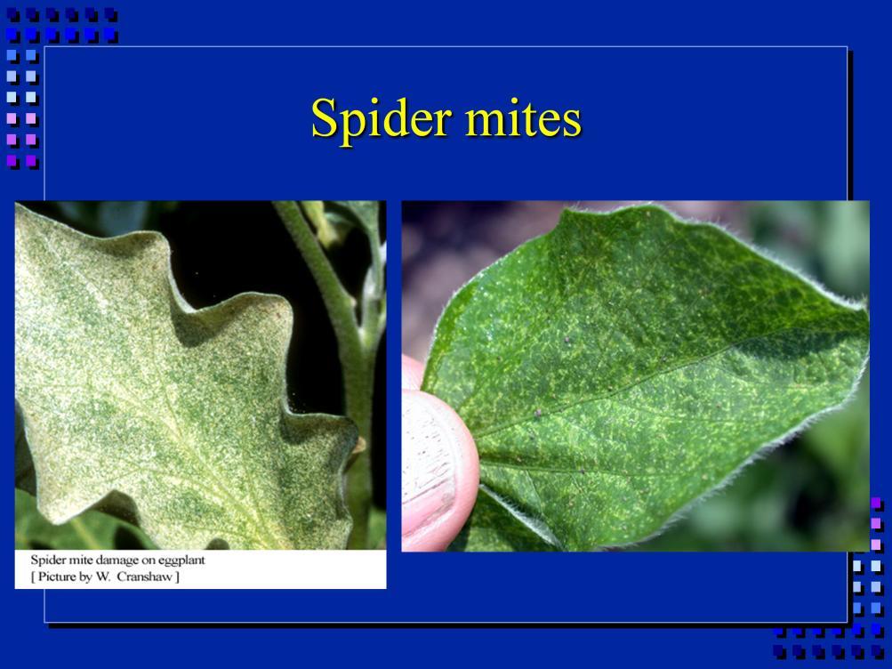 Spider mites, while not true insects, also cause piercing/sucking