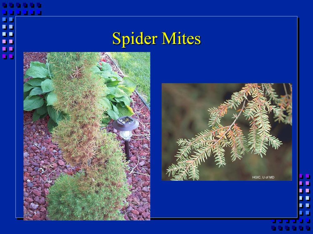 Spider mites can do tremendous damage to evergreens, but the symptoms are not very clear.