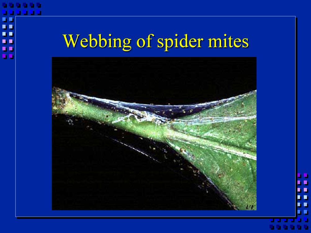 Under heavy infestations, will often see webbing