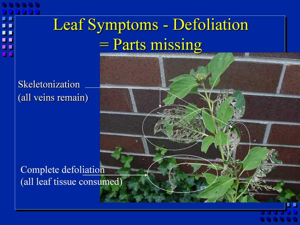 Chewing insects produce characteristic kinds of defoliation. Some young caterpillars, Japanese beetles can skeletonize leaves.