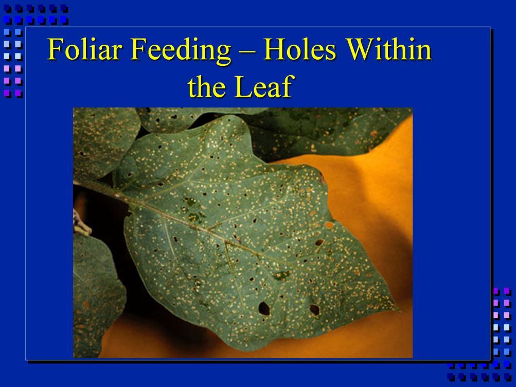Flea beetles eat tiny holes into leaf; we call this a shothole pattern.