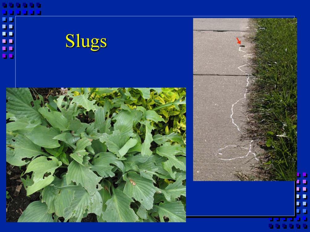 Slugs are not arthropods, but they can cause damage in the landscape. They tend to eat elongated holes.