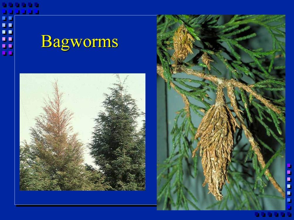 Bagworms: caterpillars enclosed in bag.