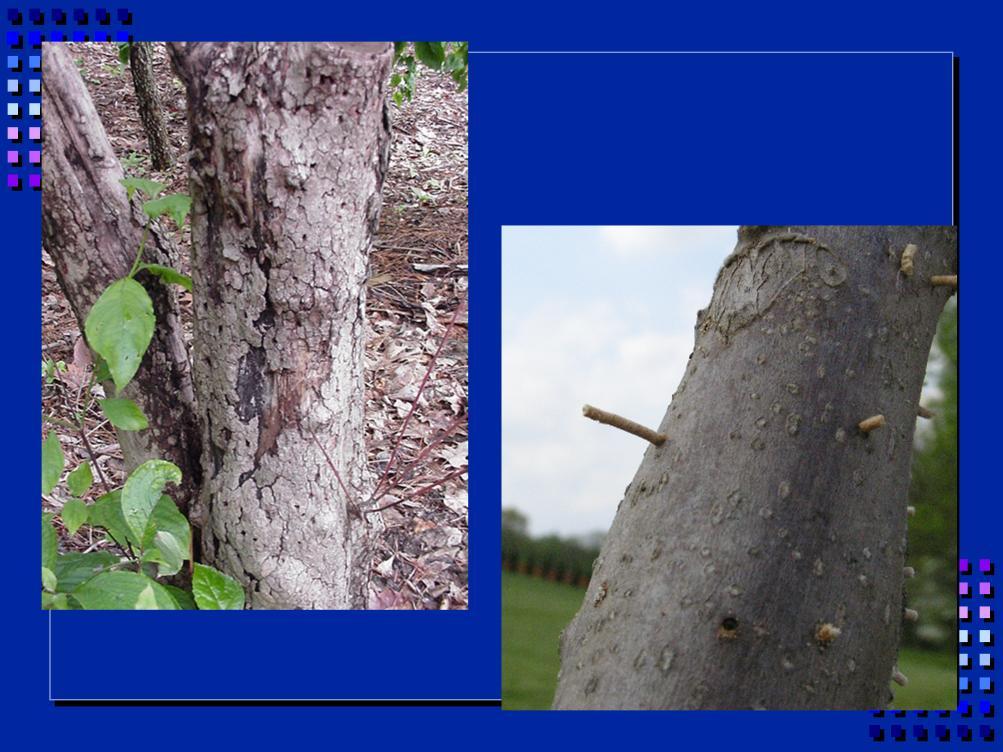On trunk, may see exit holes and loose bark (left).