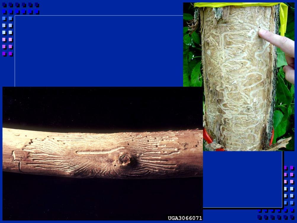 If pull bark away, will see different designs of feeding galleries,