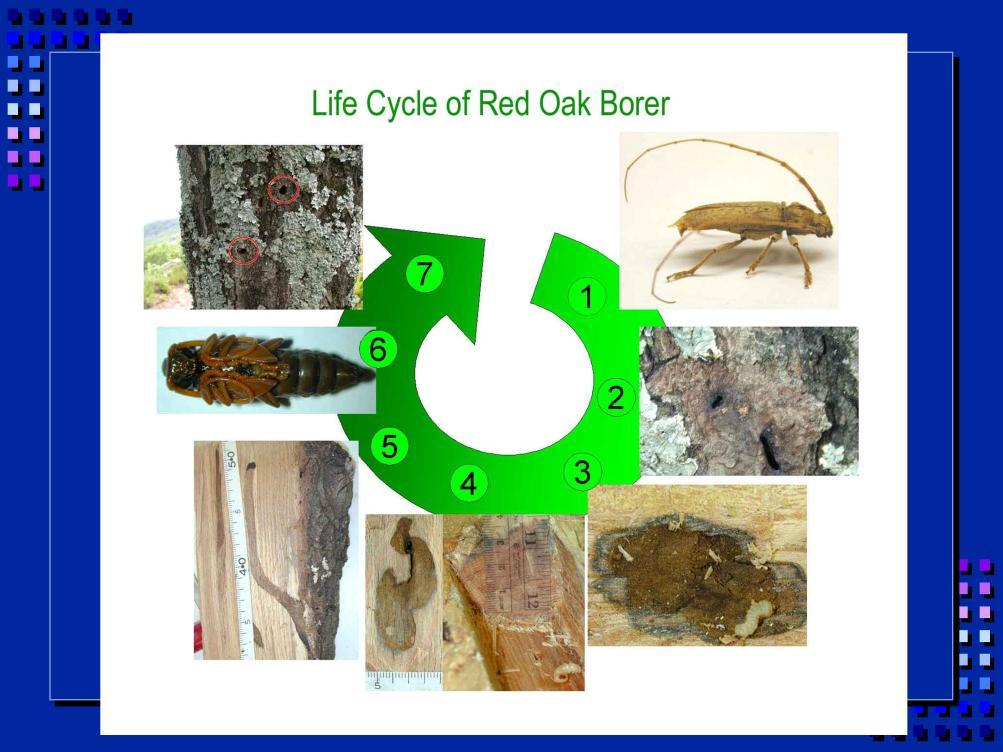 General borer life cycle: 1. Adult lays eggs on susceptible host trees, usually in cracks and crevices of bark. 2. Eggs hatch within 2 or 3 