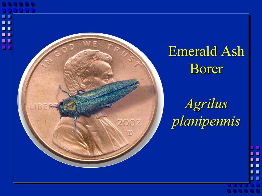 Emerald ash borer is one of the most devastating pests to come to the US