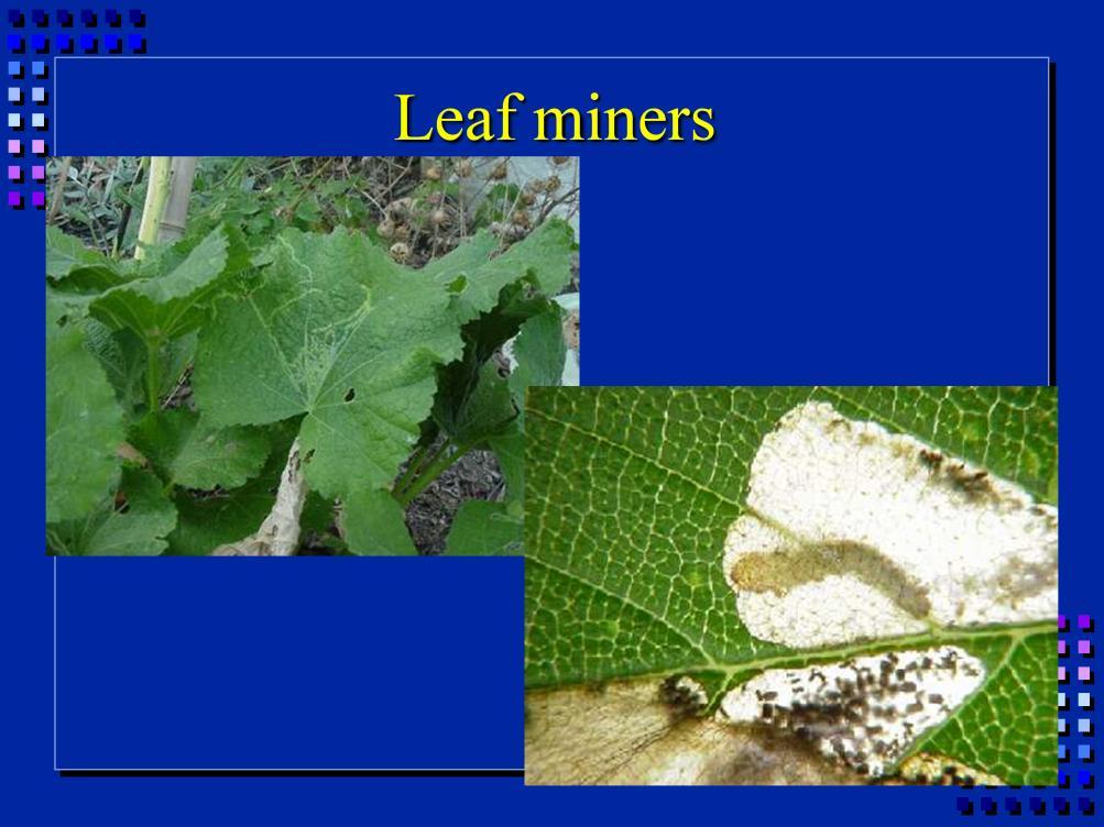 Leaf miners: larvae lives inside leaf, feeding on soft