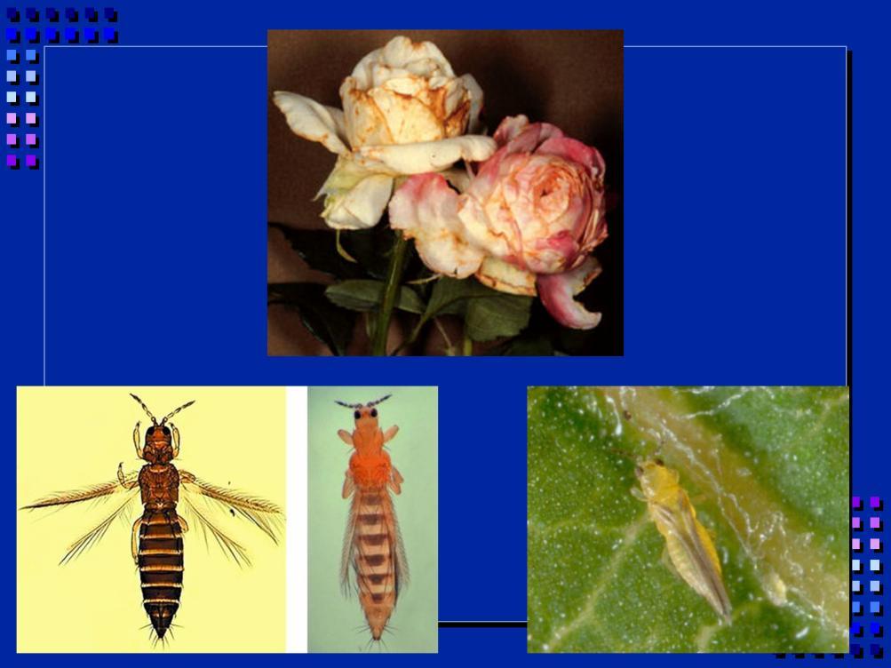 Thrips are very tiny insects that cause distortion and tissue discoloration and death by sucking the sap