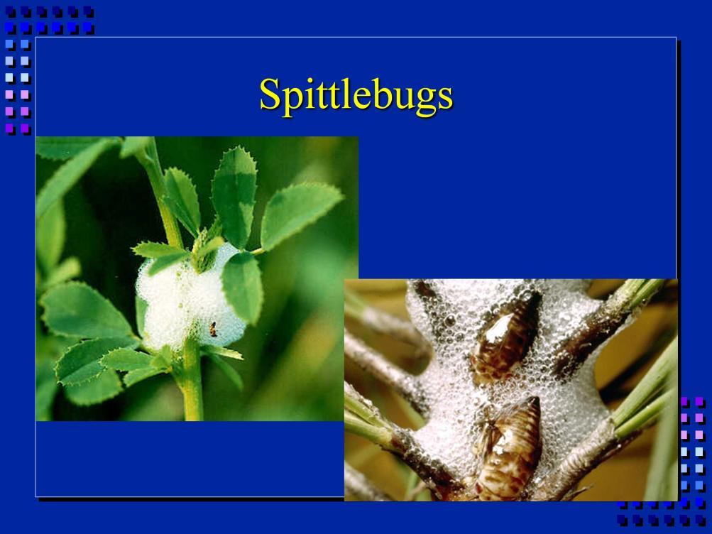 Spittlebugs are another sucking insect.