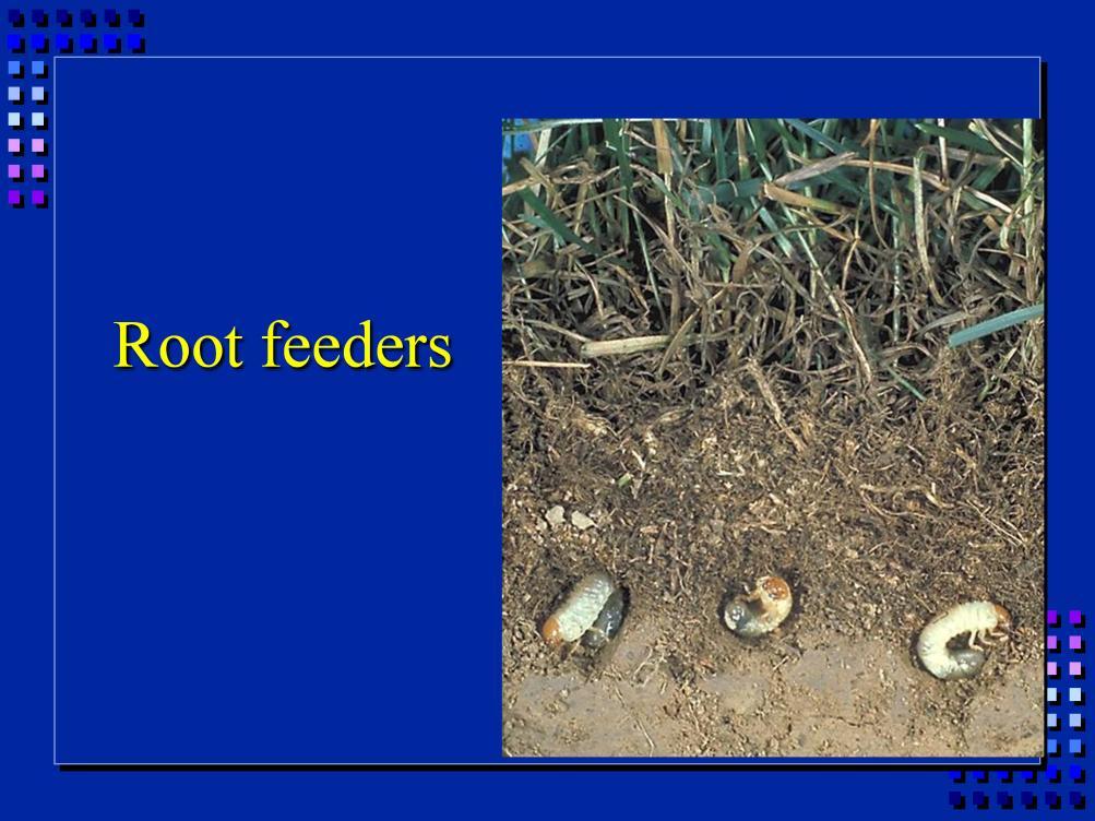 Root feeders: insects spend part (most) of