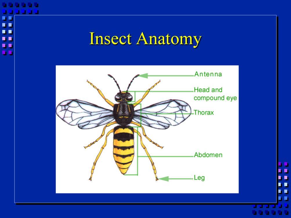 Insect anatomy: 3 body parts: head, thorax,