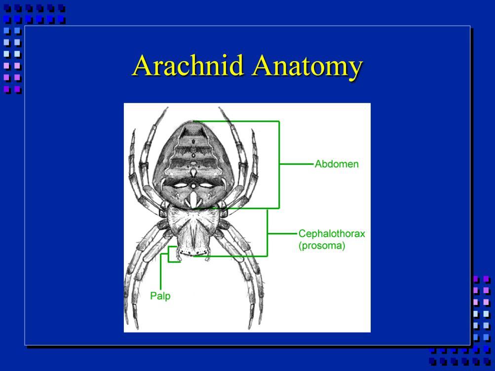 Arachnids: Ex: mites, ticks, spiders 2 body parts (cephalothorax, abdomen) 8 legs, no antennae,