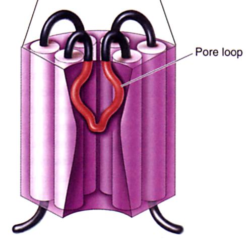Pore Loop