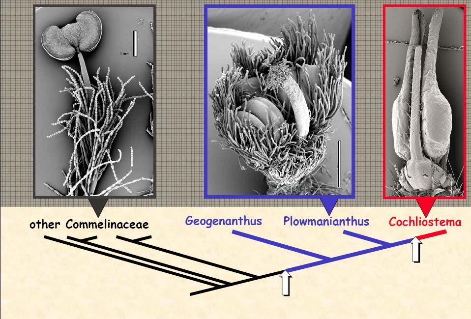 Stamen morphology in the phylogenetic