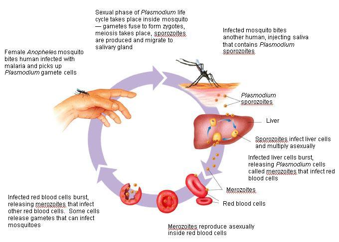 Kingdom Protista Page 146 Show cases the life cycle of Plasmodium vivax i.