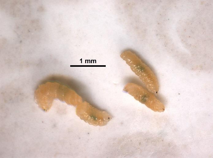 Two records were also received from Guernsey and further information indicates the midge is well established there. There are currently no cases we are aware of from mainland Europe. Figure 2.