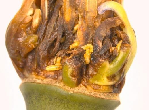 Figure 4. Agapanthus infested with gall midge before the flower head has emerged from its sheath.