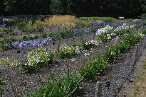 Articles in The Garden and other horticultural press are being arranged for May/June 2016 to increase awareness and repeat the call for records and samples before the start of Agapanthus flowering.