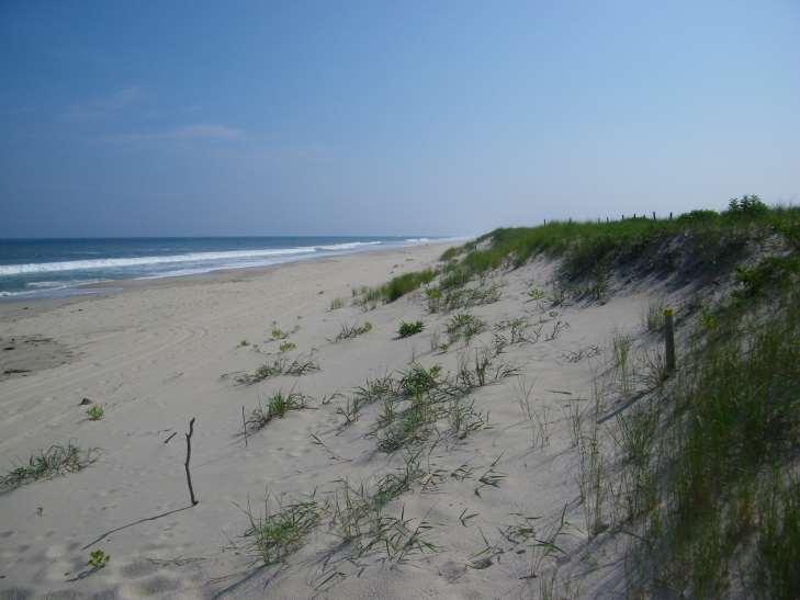 Proposed area of beach location Looking north: Note fence posts