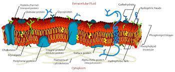 Cell Structure and organelles Cell membrane (aka plasma membrane)
