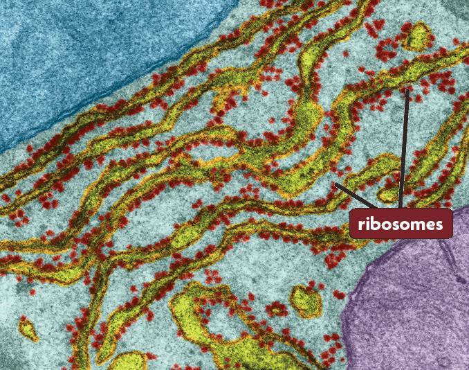 Two types of ER. Rough E.R.: Studded with ribosomes on the surface.