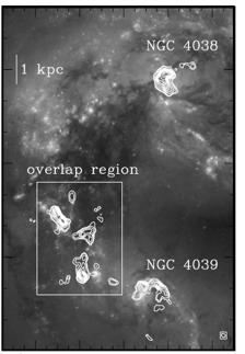 In the prototypical Antennae galaxy merger: At large scales, CO gas is found in Super Giant