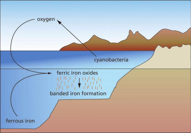 Section 4 The Biosphere and the Evolution of the Atmosphere Figure 4 Oxygen reacted with dissolved iron in the oceans to form layers of iron-bearing minerals. Checking Up 1.