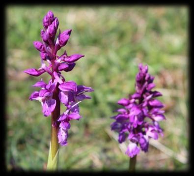 Early in the year you will see the Early Purple Orchid