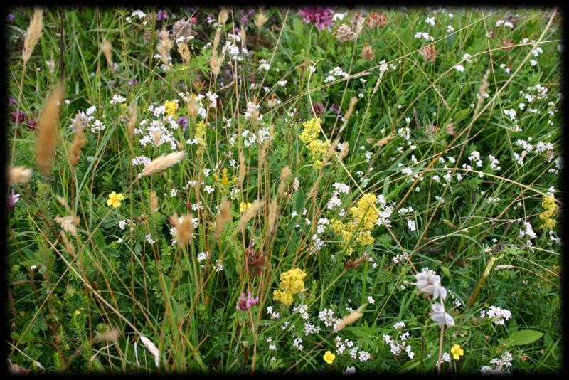 STOP 16 You are now entering a Wildflower Meadow on slightly deeper and richer soil. Meadows such as this, on neutral grassland, have become rare due to intensive farming practices.