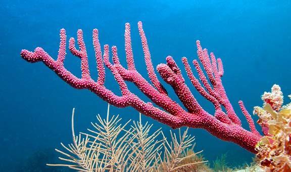 Coral Polyps are