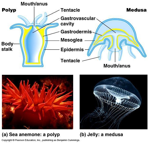 Polyp and medusa forms of
