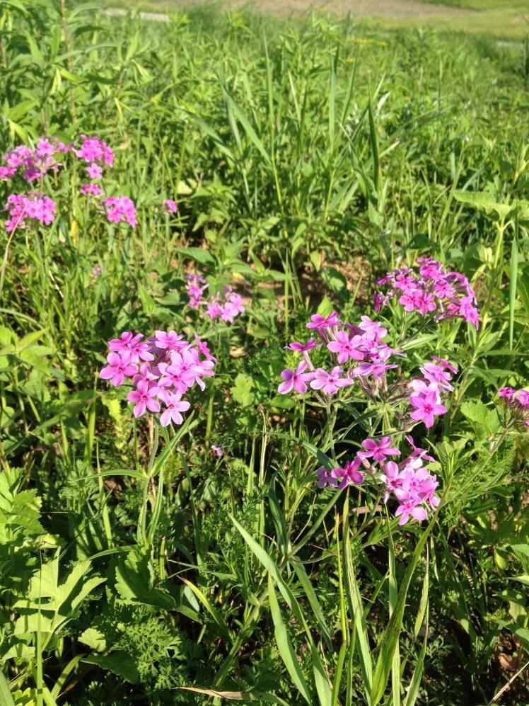 Prairie phlox (Phlox pilosa) Blooms April-June Flowers have long corolla