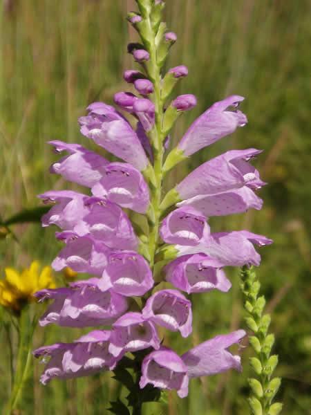 Obedient plant (Physostegia virginiana) Blooms August- October Grows in wet locations Small to medium sized bees are primary