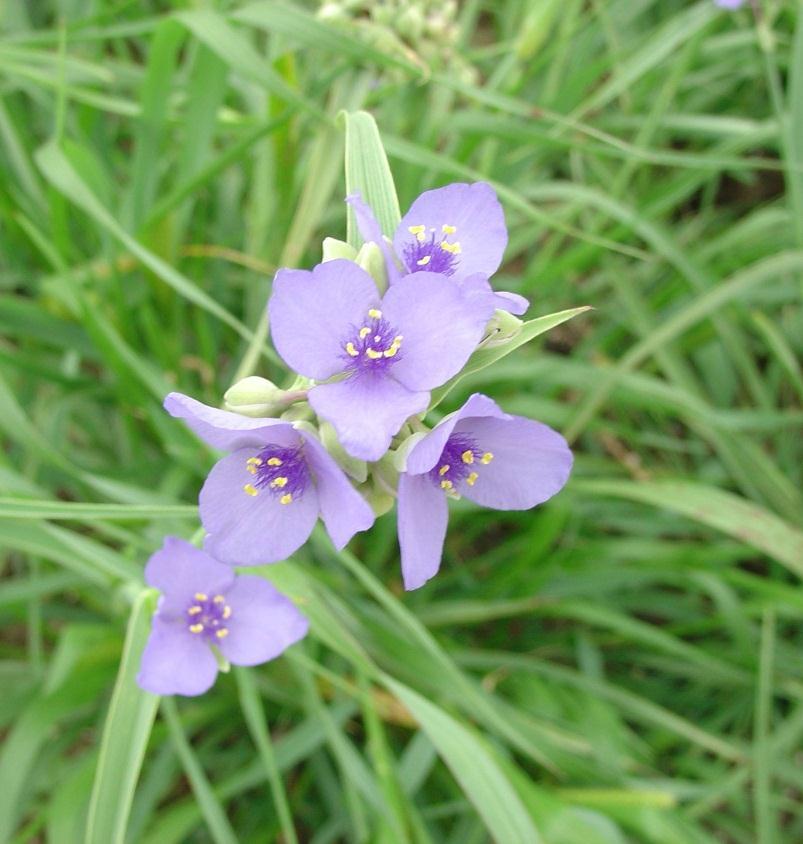 Ohio spiderwort (Tradescantia ohiensis) Blooms May-July No nectar, only visited by pollen collectors