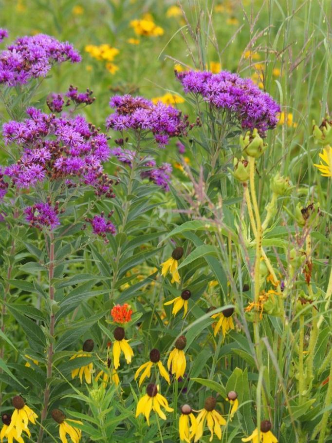 Ironweed (Vernonia fasciculata) Blooms July- September Prefers wet areas Blooms July-