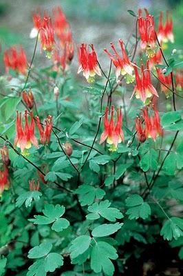 Wild columbine (Aquilegia canadensis) Blooms May-July Prefers partial shade