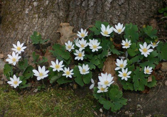 Blood root (Sanguinaria canadensis) Blooms March-May Prefers shade Don t offer nectar to conserve resources