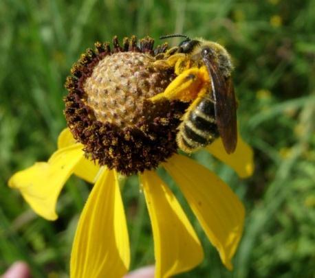 Help Pollinators Plant a Garden!