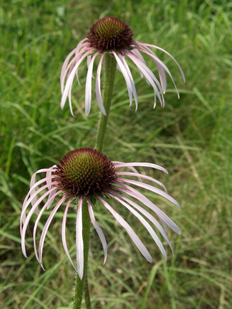 Pale purple coneflower (Echinacea pallida) Blooms June-July Preferred nectar plant of bees and
