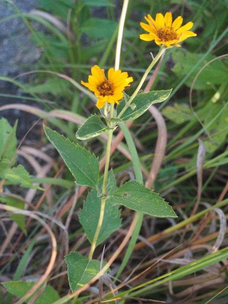 False sunflower (Heliopsis helianthoides) July-September Attracts butterflies, bees, flies, wasps, moths So many visitors