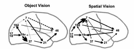 temporal correlations) between distinct (often remote) neuronal elements.