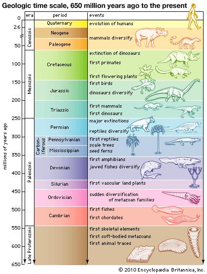 Key Events in Origin of Life Geologic Time Scsle Eon Era Period Epoch (longest to shortest)