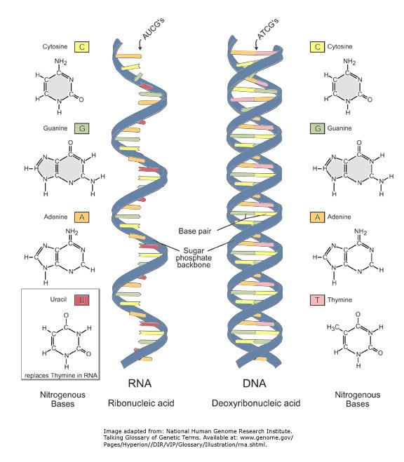 The RNA