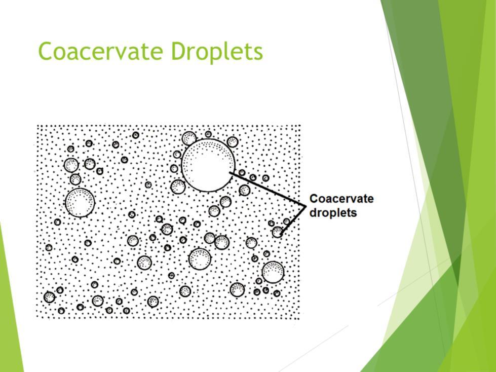 The coacervates were able to absorb and assimilate organic compounds from the environment in a way reminiscent