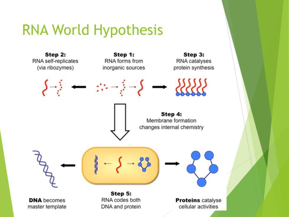 The RNA world hypothesis is an idea of how early life on Earth transmitted information and carried out functions. RNA did everything, stored info.
