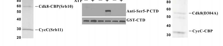 Supplementary Figures Supplementary Figure 1. Purification of yeast CKM. (a) Silver-stained SDS-PAGE analysis of CKM purified through a TAP-tag engineered into the Cdk8 C-terminus.